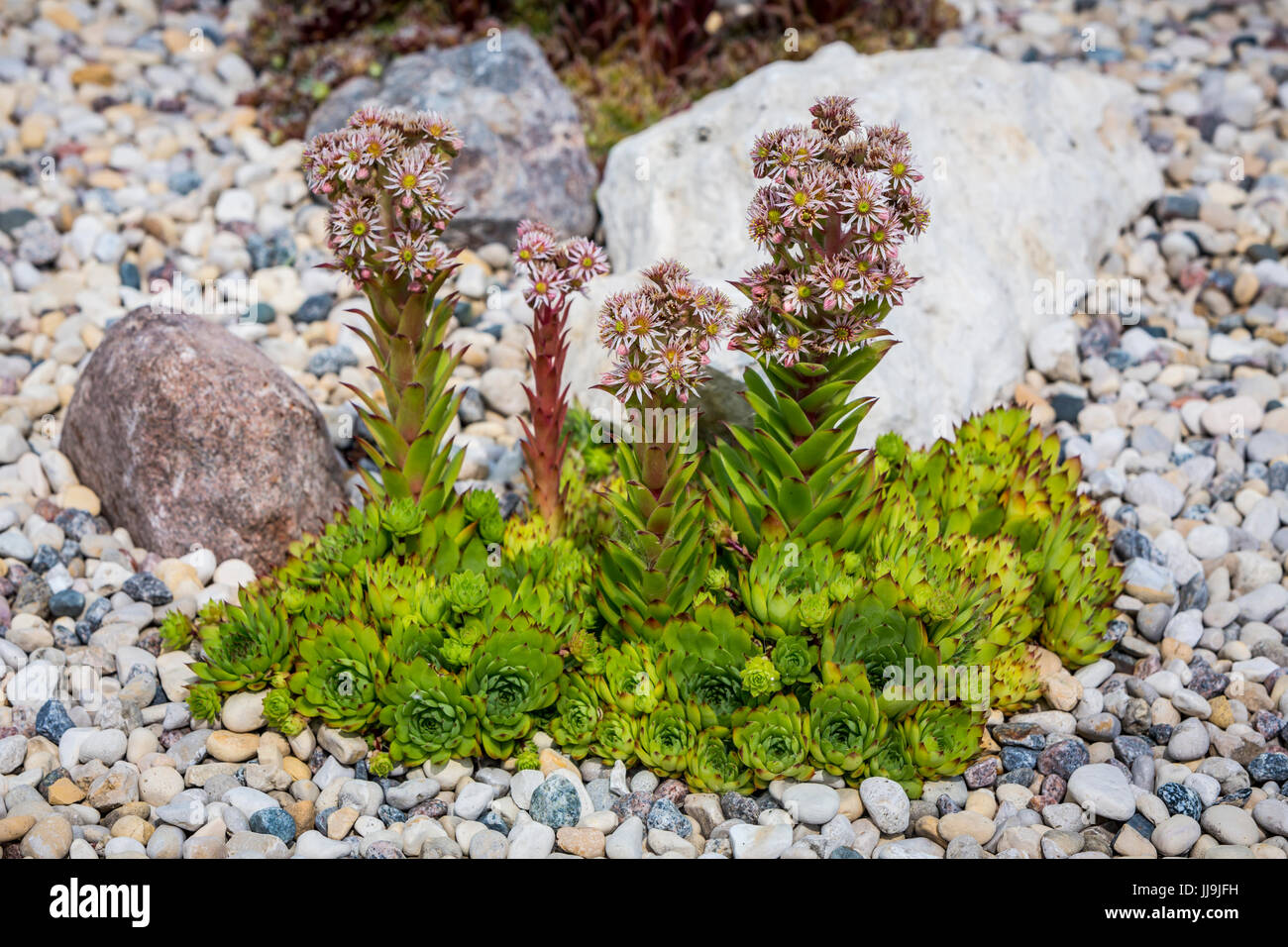 Eine Henne und Hühner Blütenpflanze in einem Steingarten in Winkler, Manitoba, Kanada. Stockfoto