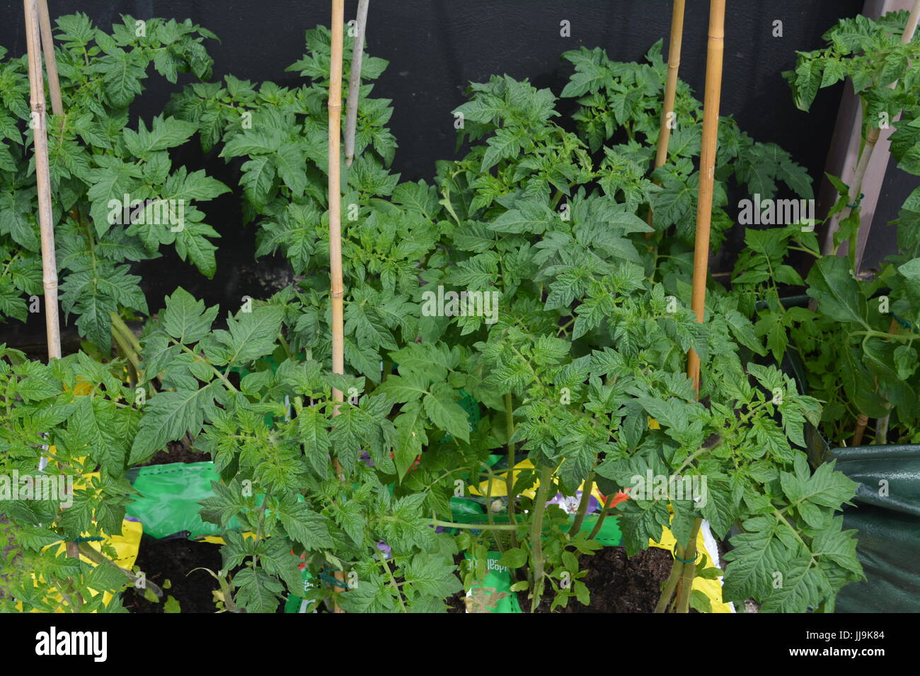 Junge Tomatenpflanzen wachsen in Innenaussaaten im Garten wieder Bambus unterstützt Stöcke Obst Stockfoto