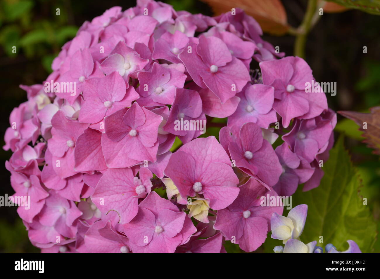 Nahaufnahme eines blühenden Hortensie Pflanze in einem englischen Garten Stockfoto