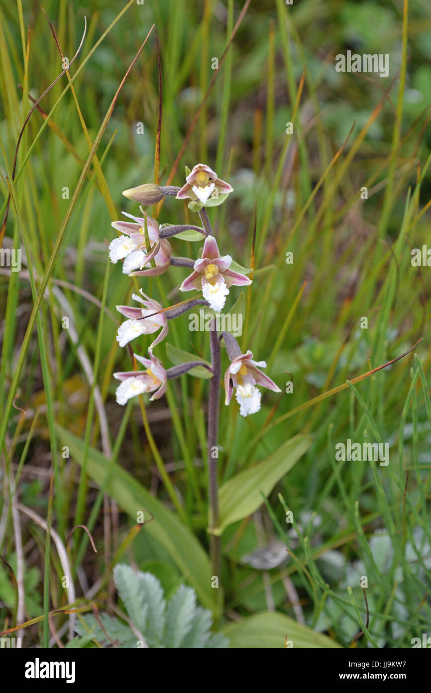 Helleborine-Knabenkraut Stockfoto