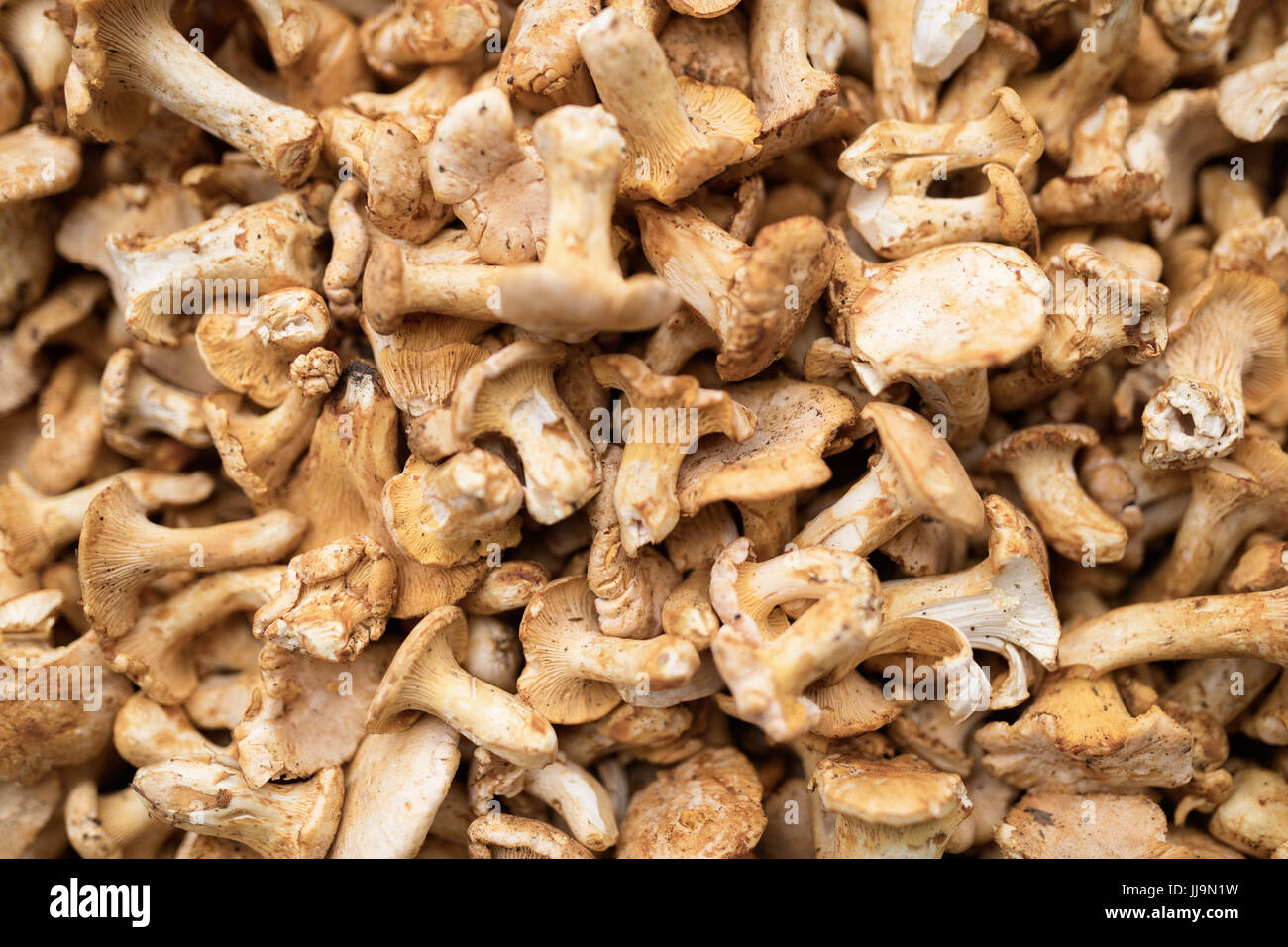 Nahaufnahme Bild der Pilze Steinpilze Wald Stockfoto