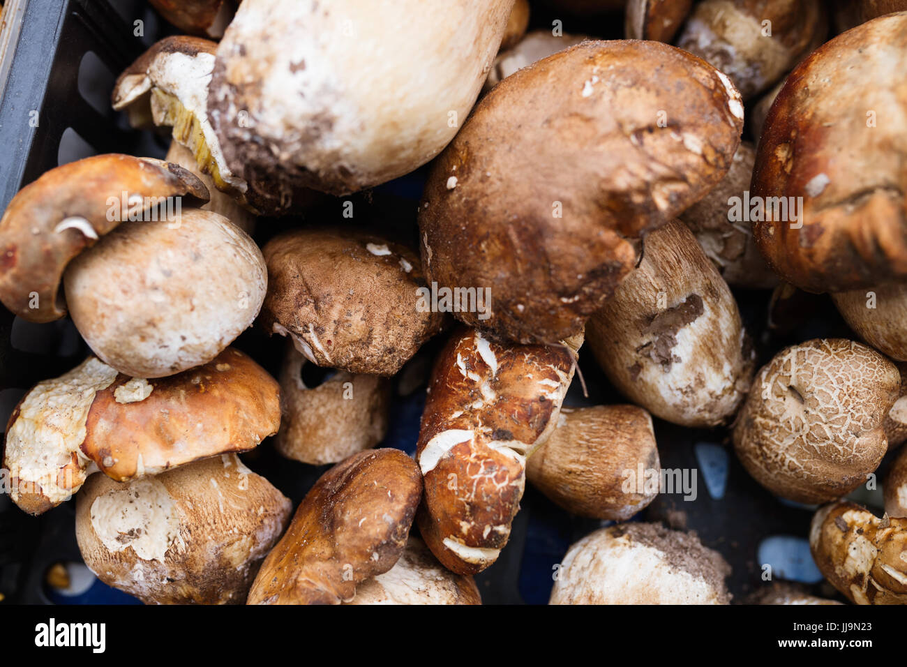 Nahaufnahme Bild der Pilze Steinpilze Wald Stockfoto