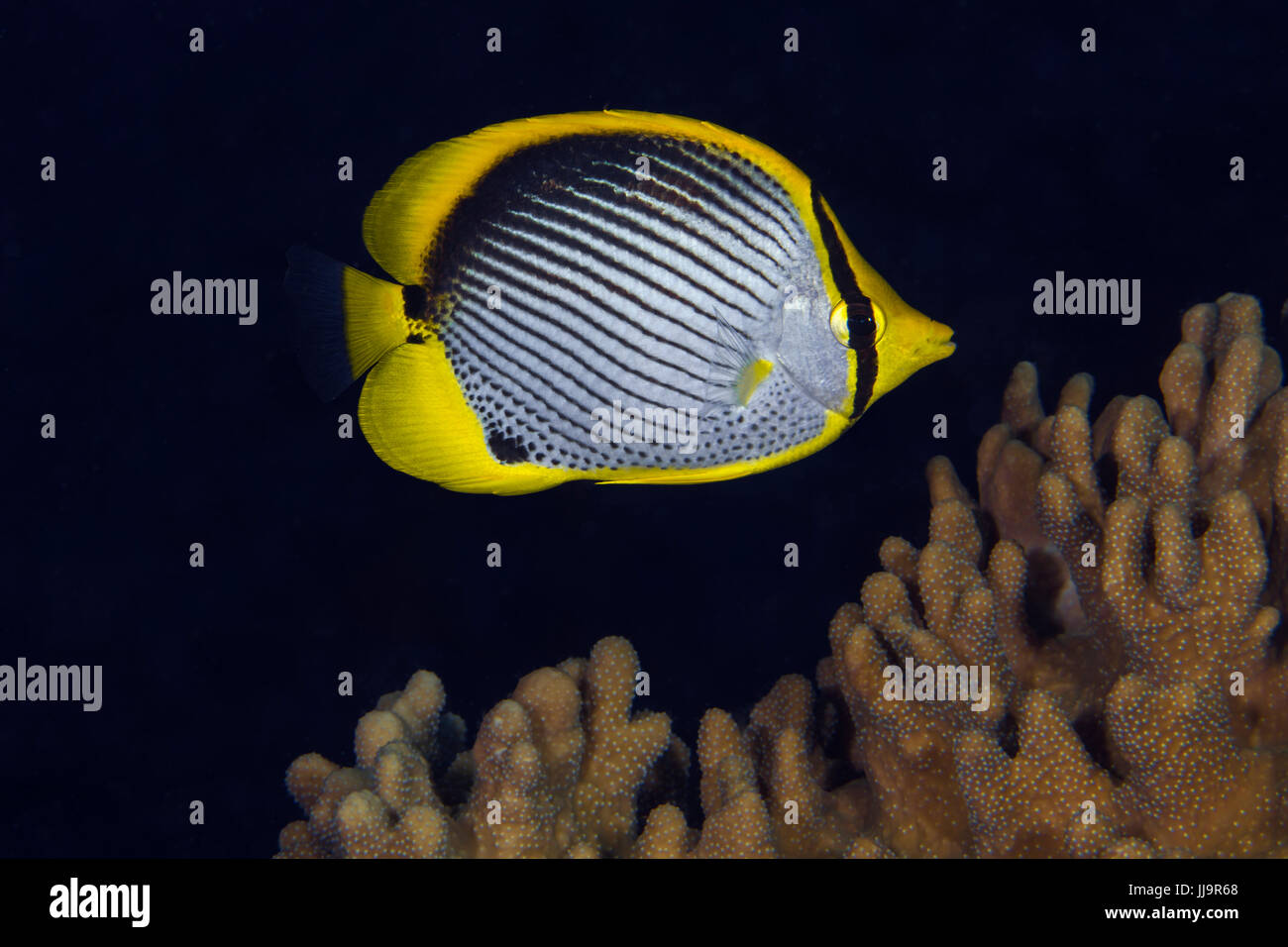 Schwarzrücken Butterflyfish (Chaetodontidae Melannotus) am Korallenriff. Spratly-Inseln, Südchinesisches Meer Stockfoto