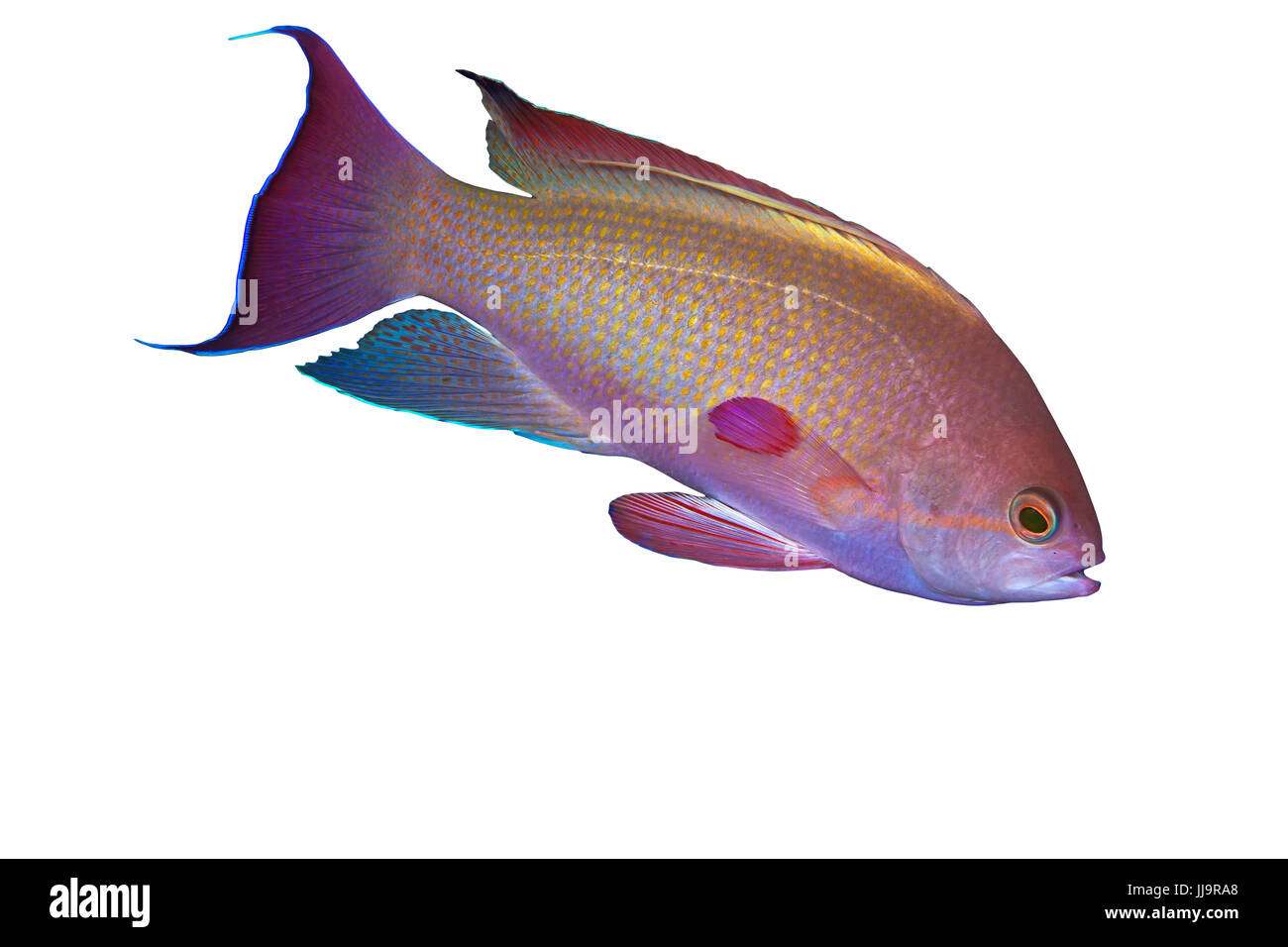 Makro-Bild des Lyetail Anthias (Pseudanthias Squamipinnis) auf weißem Hintergrund, Puerto Galera, Philippinen. Stockfoto