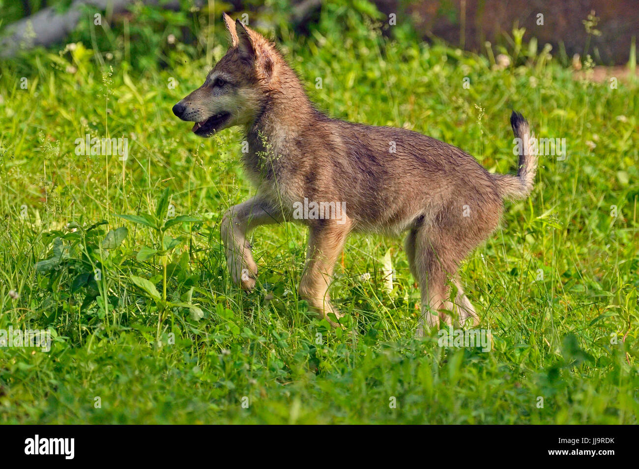 Grauer Wolf (Canis Lupus} Gefangenschaft angehoben-Jungtiere im Spiel, Minnesota Wild Verbindung, Sandstein, Minnesota, USA Stockfoto