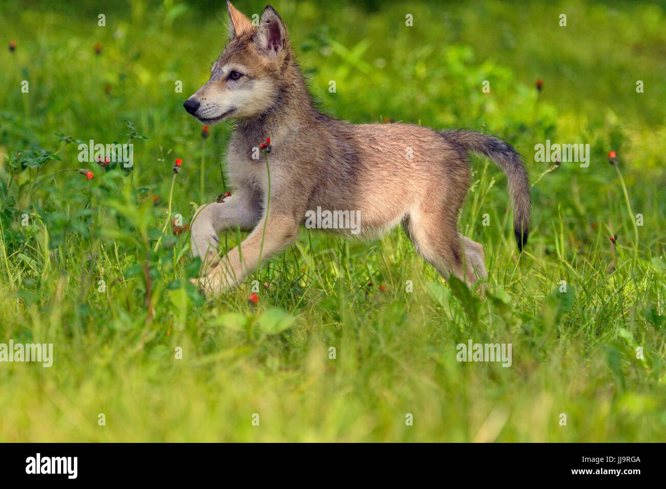 Grauer Wolf (Canis Lupus} Gefangenschaft angehoben-Jungtiere im Spiel, Minnesota Wild Verbindung, Sandstein, Minnesota, USA Stockfoto