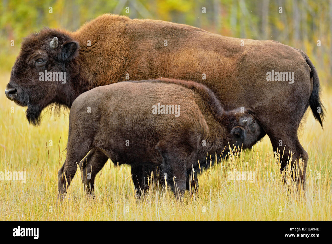 Holz-Büffel/Bison (Bison Bison Athabascae) spät-Sommer Kalb Pflege mit Mutter, Mackenzie Management Bereich, Nordwest-Territorien, Kanada Stockfoto