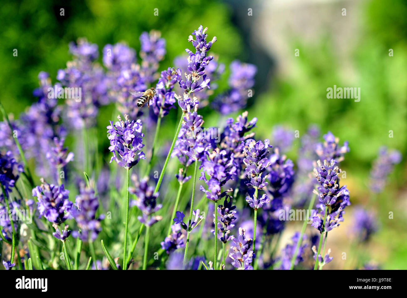 Biene Landung auf lila Lavendel Blumen Stockfoto