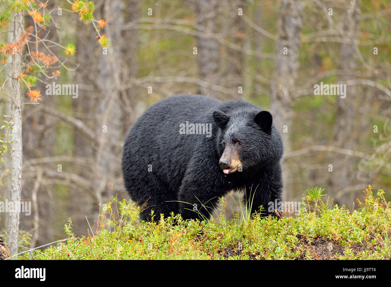 Amerikanischer Schwarzbär (Ursus americanus) Nahrungssuche in der Moosbeere patch, Wood Buffalo National Park, Alberta, Kanada Stockfoto