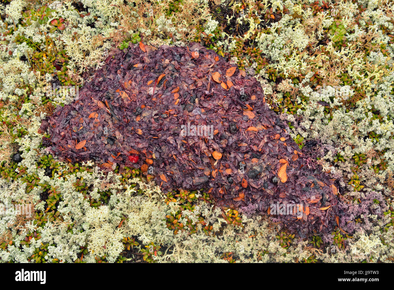 Bär scat mit teilweise verdaute Beeren, Arktis Haven Lodge, Ennadai Lake, Nunavut, Kanada Stockfoto