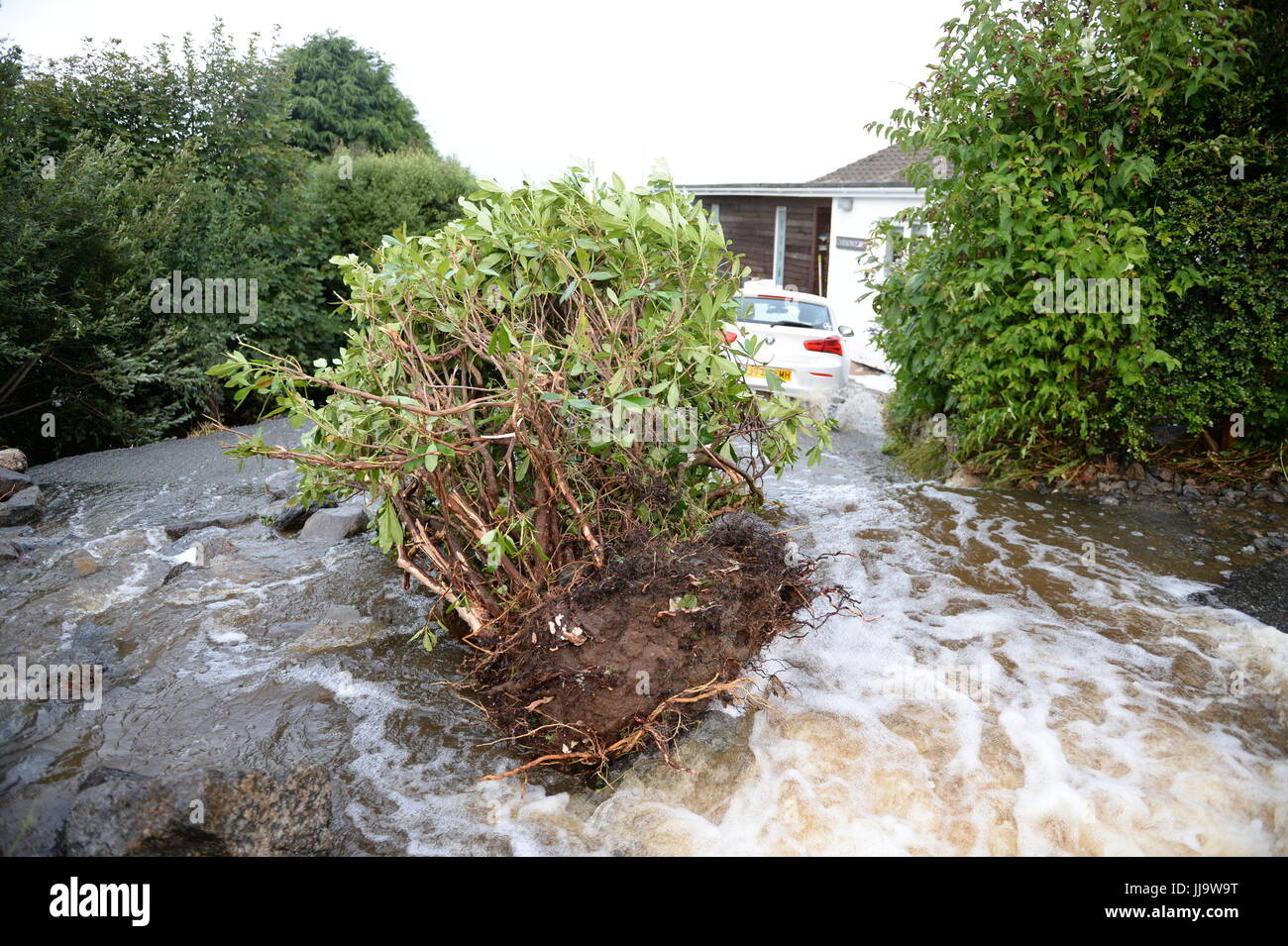 Vegetation ist entwurzelt verursacht durch Wasser von Sturzfluten in den küstennahen Dorf Coverack in Cornwall. Stockfoto