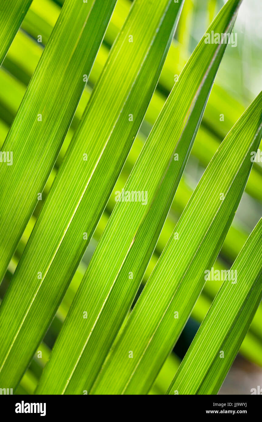 Lange schmale grne bltter -Fotos und -Bildmaterial in hoher Auflsung   Alamy