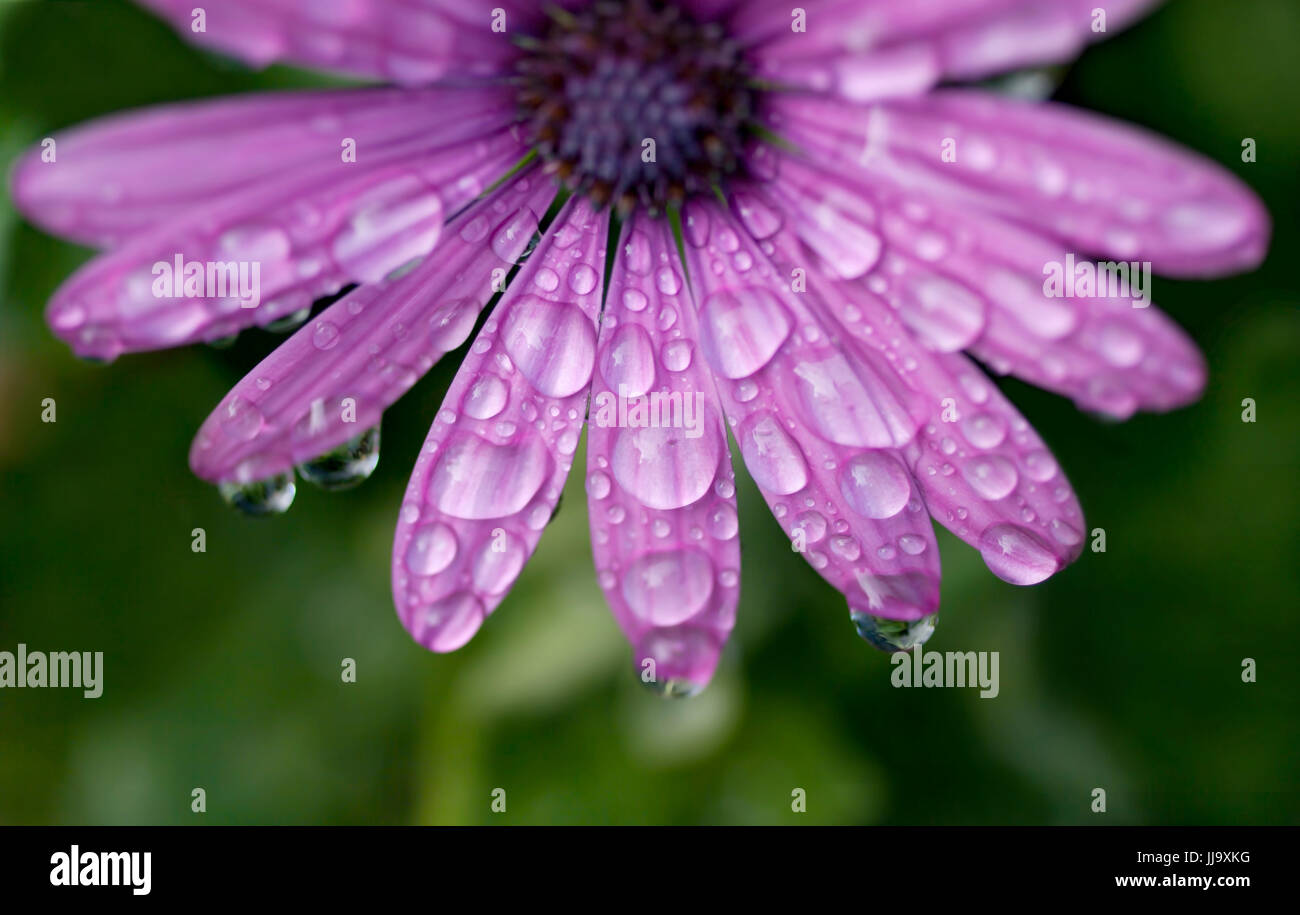 lila Daisy Blume bedeckt mit Regentropfen auf Teneriffa Stockfoto