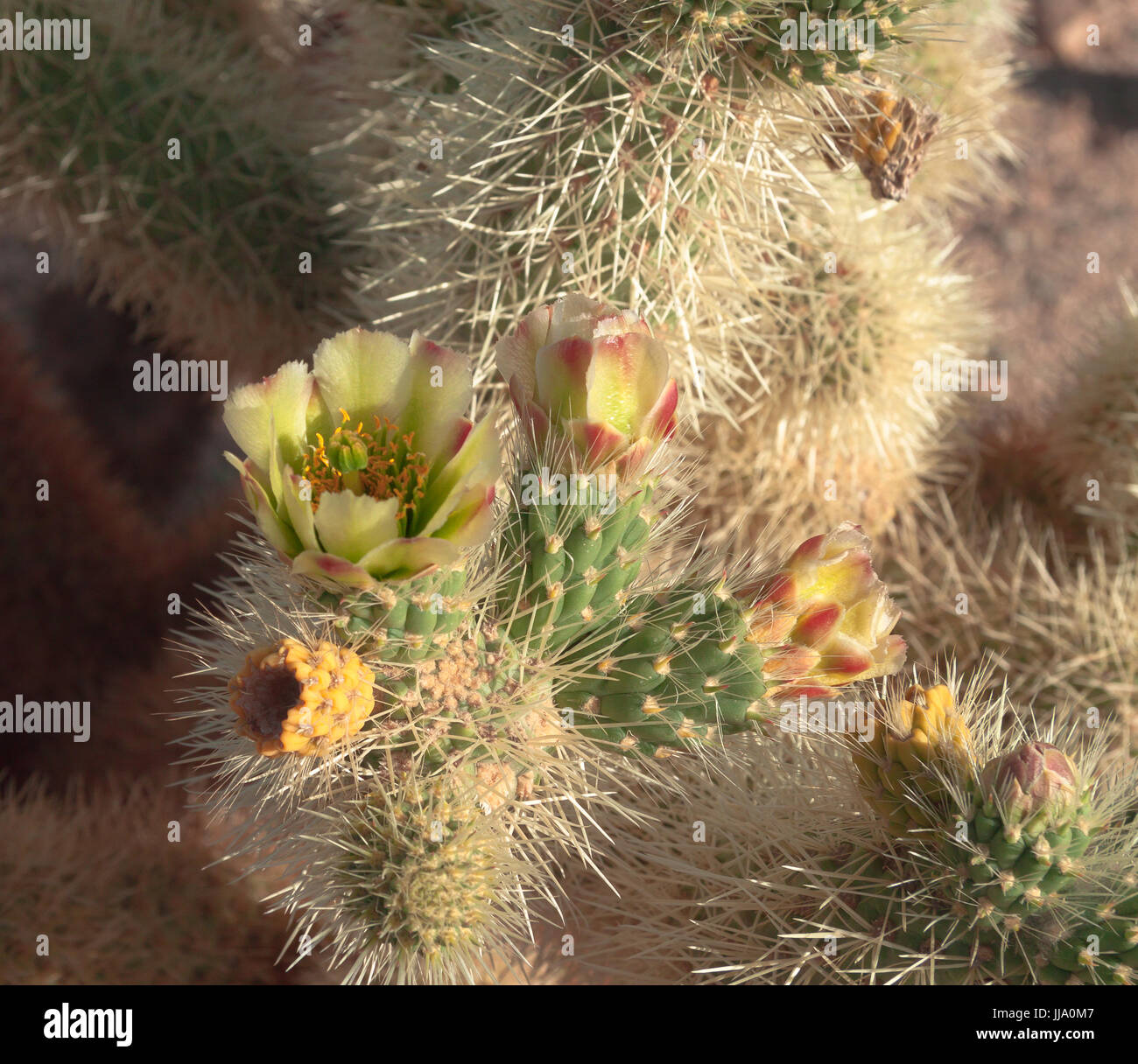 Blühende Cholla Cactus, Frühling im Joshua Tree National Park Stockfoto