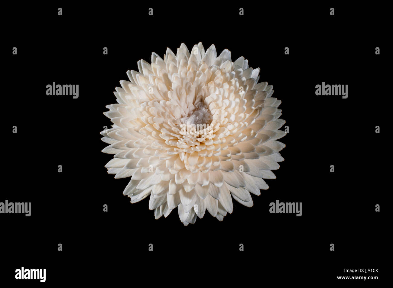 Weiße Blumen auf schwarzem Hintergrund Stockfoto