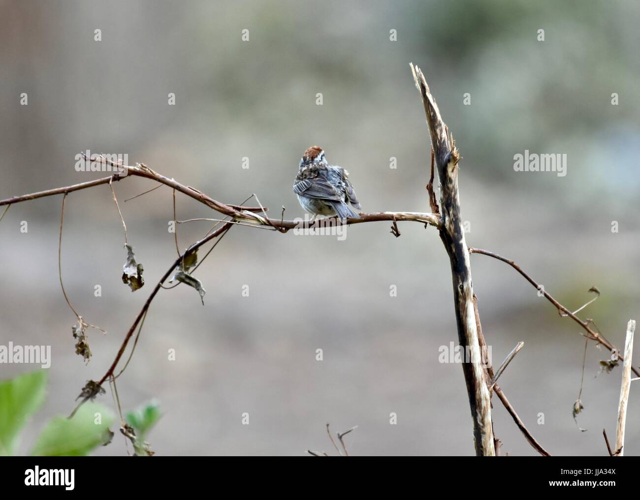 Chipping Sparrow (Spizella Passerina) Stockfoto
