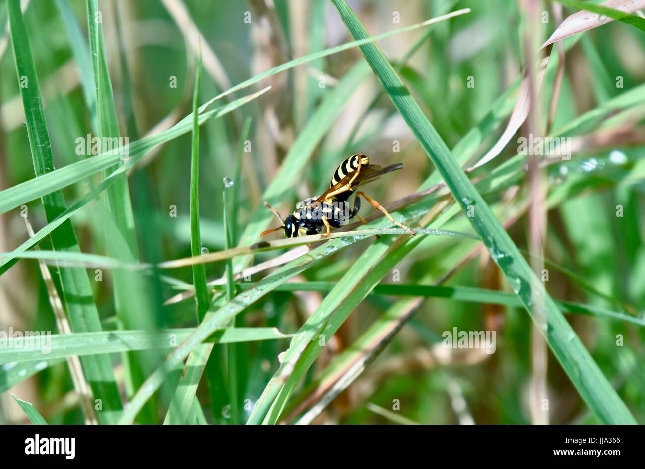 Yellowjacket Biene (Arthropoda) Stockfoto