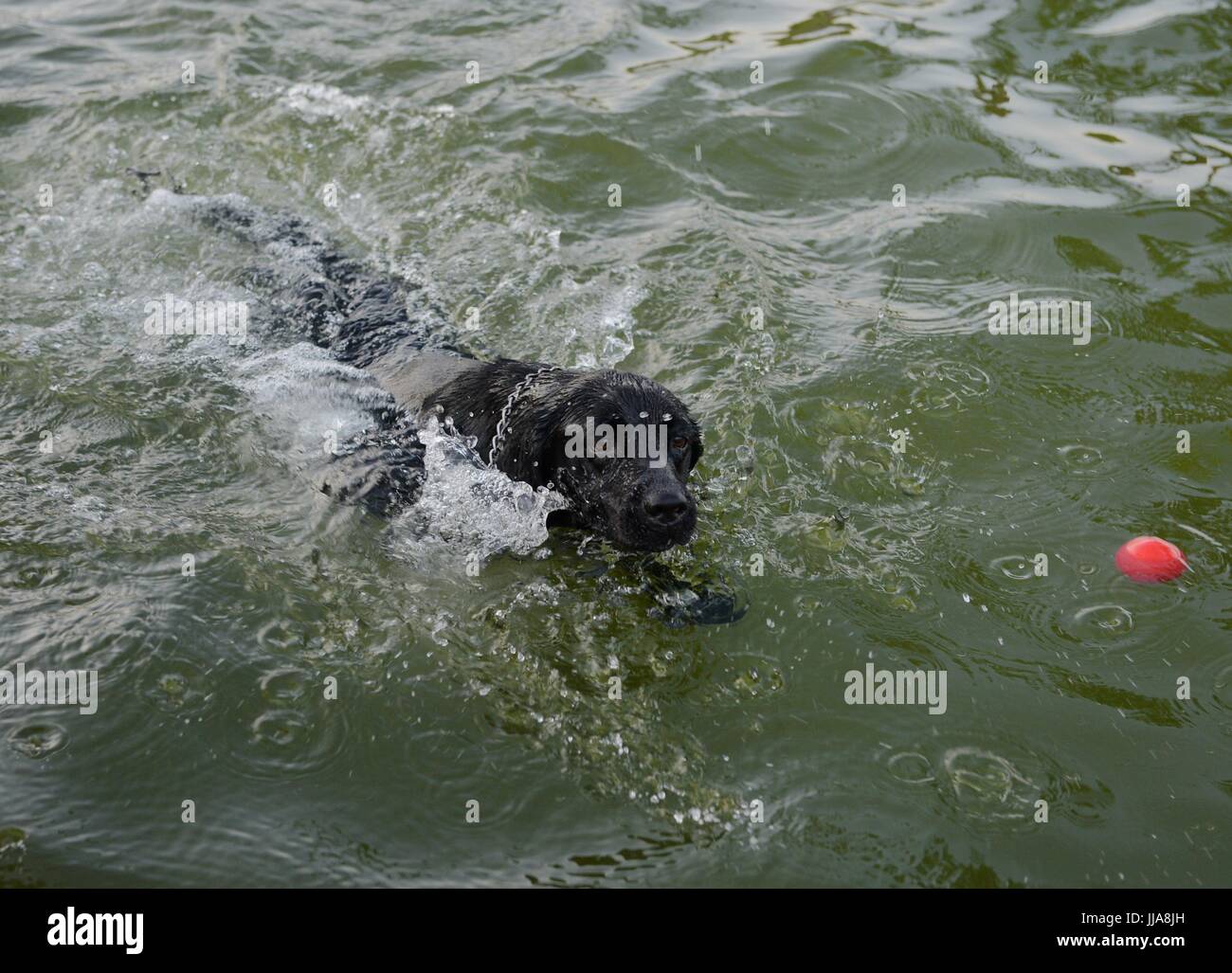 Chongqing. 19. Juli 2017. Ein Polizeihund spielt im Pool in Südwest-China Chongqing Stadtbezirk 19. Juli 2017 auskühlen lassen. Trainer verwenden unterschiedliche Methoden, um die Hitze für Polizeihunde in Chongqing zu schlagen. Bildnachweis: Cao Feng/Xinhua/Alamy Live-Nachrichten Stockfoto