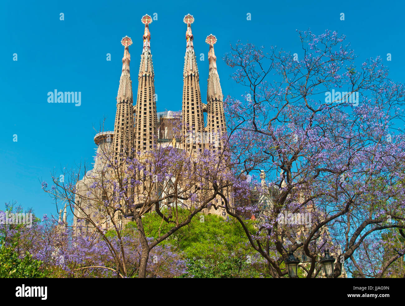 berühmte Kathedrale Sagrada Familia von Antonio Gaudi mit blühenden Jacaranda-Bäume in Front gegen den klaren blauen Himmel an sonnigen Frühlingstag, Barcelona, Katalog- Stockfoto