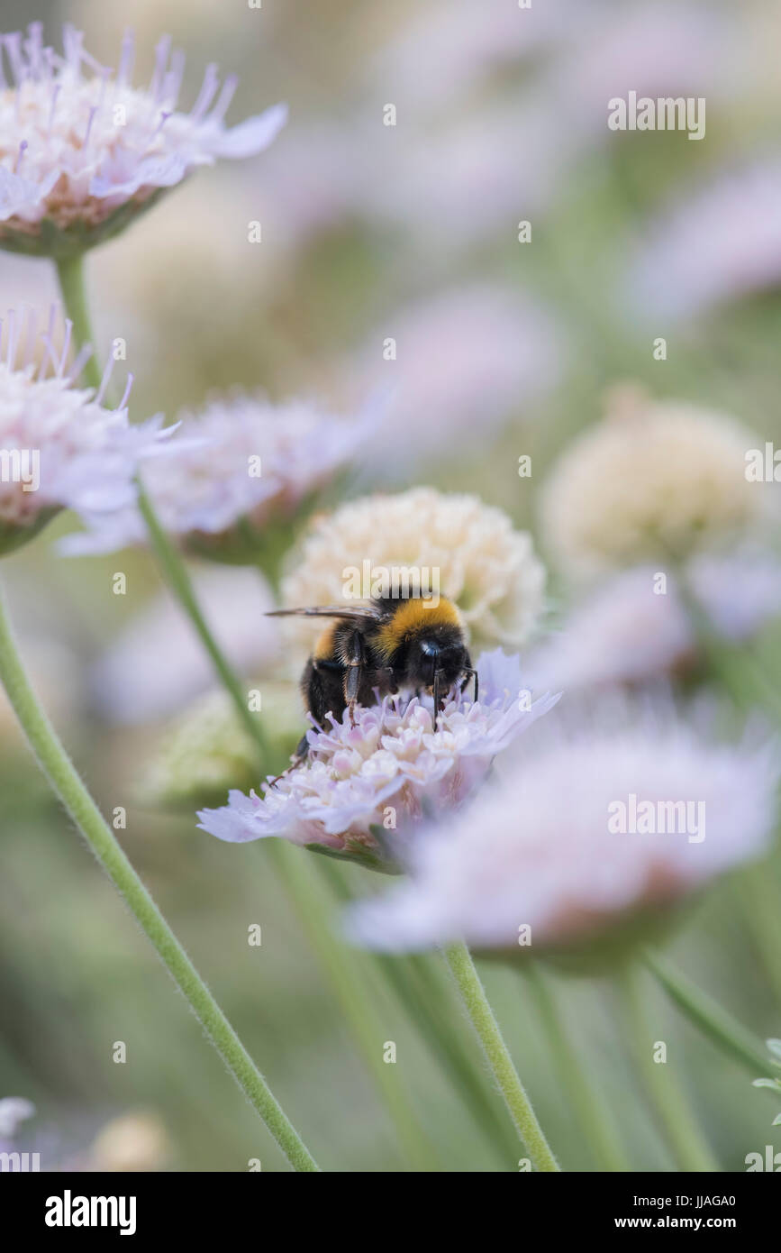 Bombus Lucorum. White-tailed Hummel auf einer Scabiosa Graminifolia / Grass-leaved Witwenblume Blüte in einem englischen Garten. UK Stockfoto