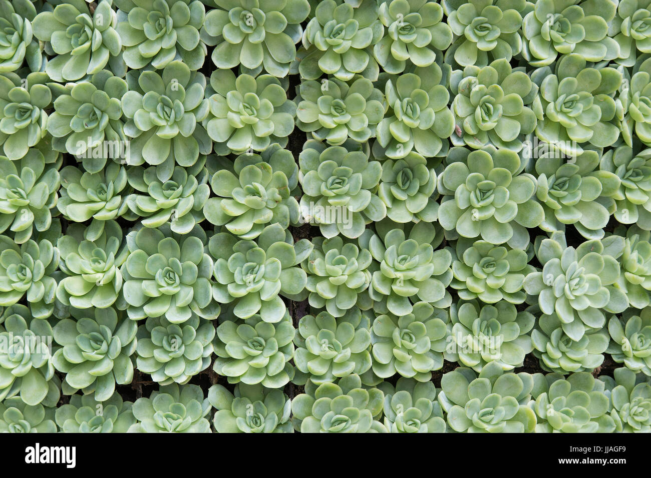 Echeveria Pflanzen Muster Stockfoto