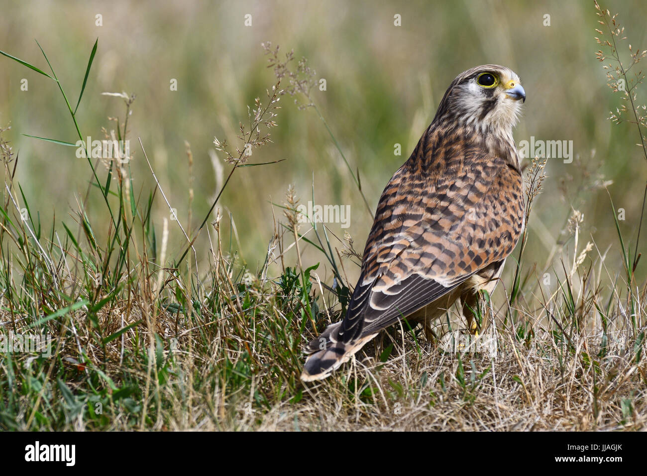 Junge Turmfalken auf die Boden-Jagd in den Rasen schaut etwas Stockfoto