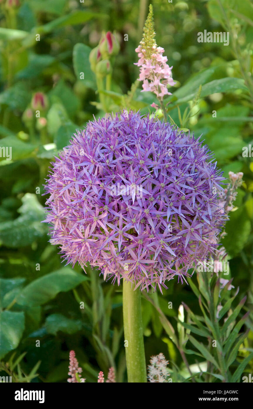 Allium Globemaster Stockfoto