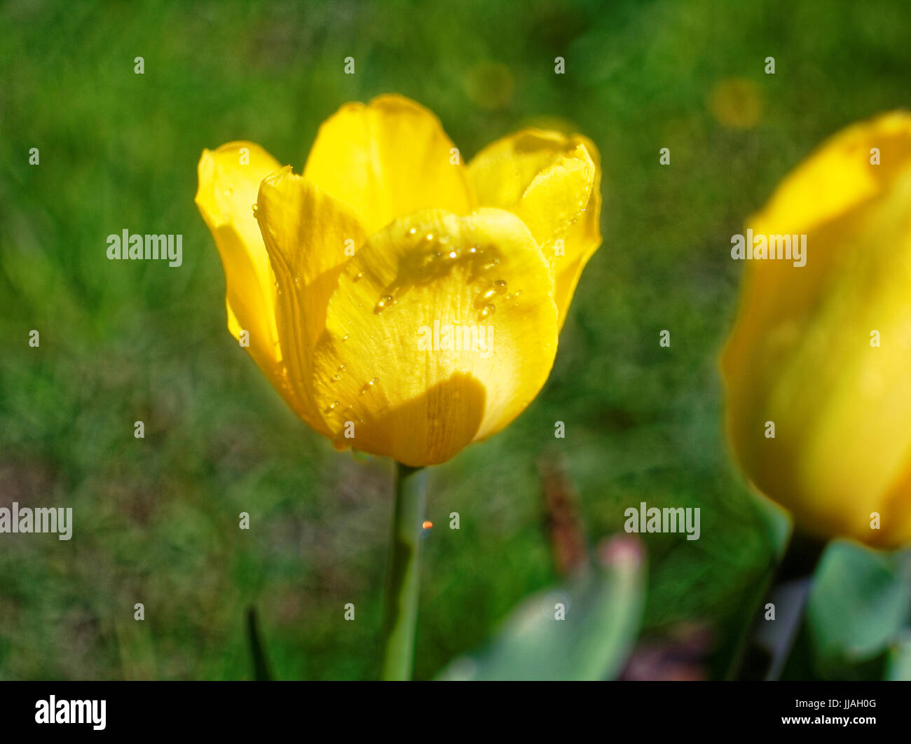 gelbe Tulpe im Frühjahr auf der Datscha, Russland Stockfoto