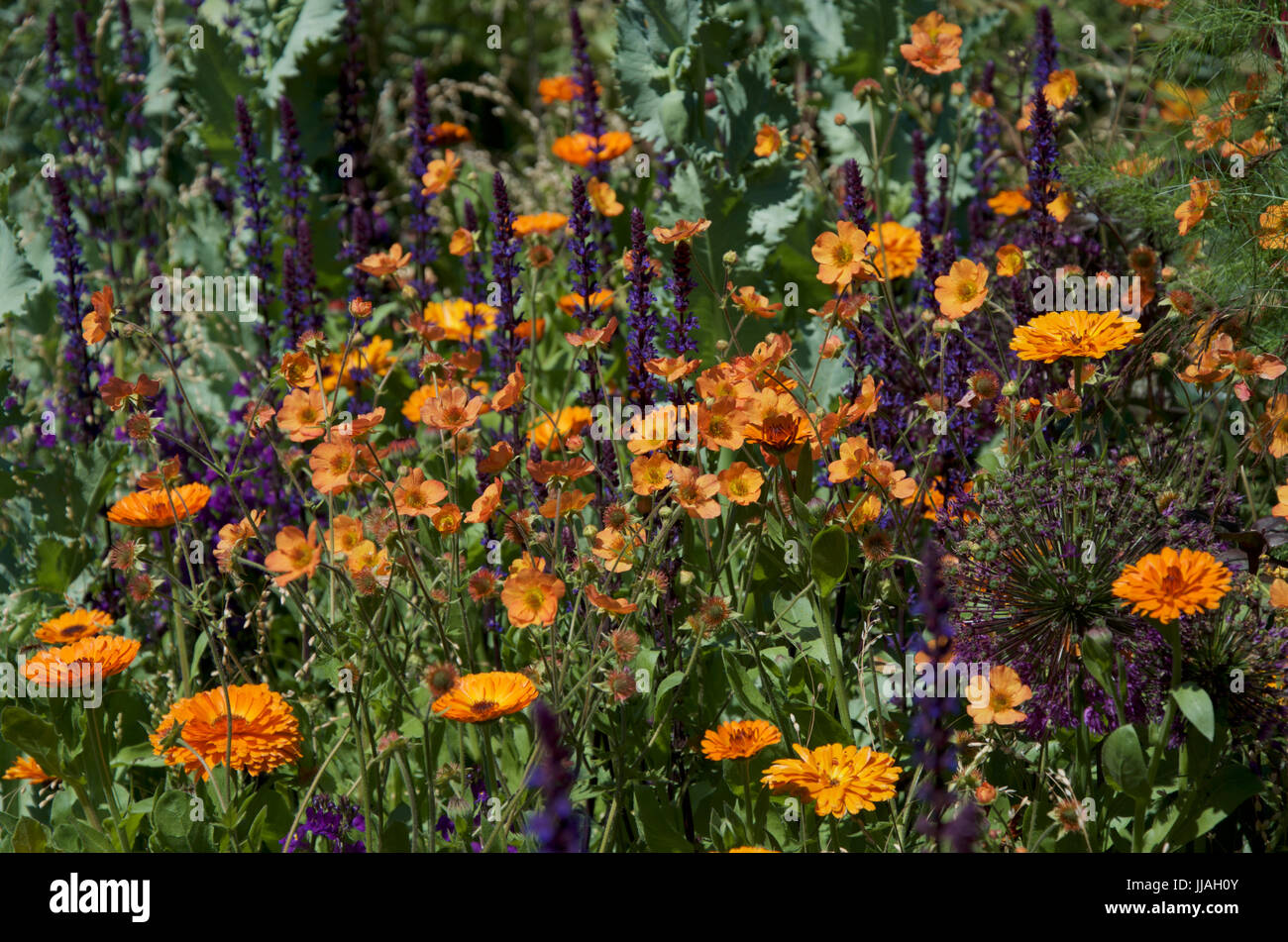 Lila und Orange Blume Kombination von Salvia, Geum, Alium und Calendula Stockfoto