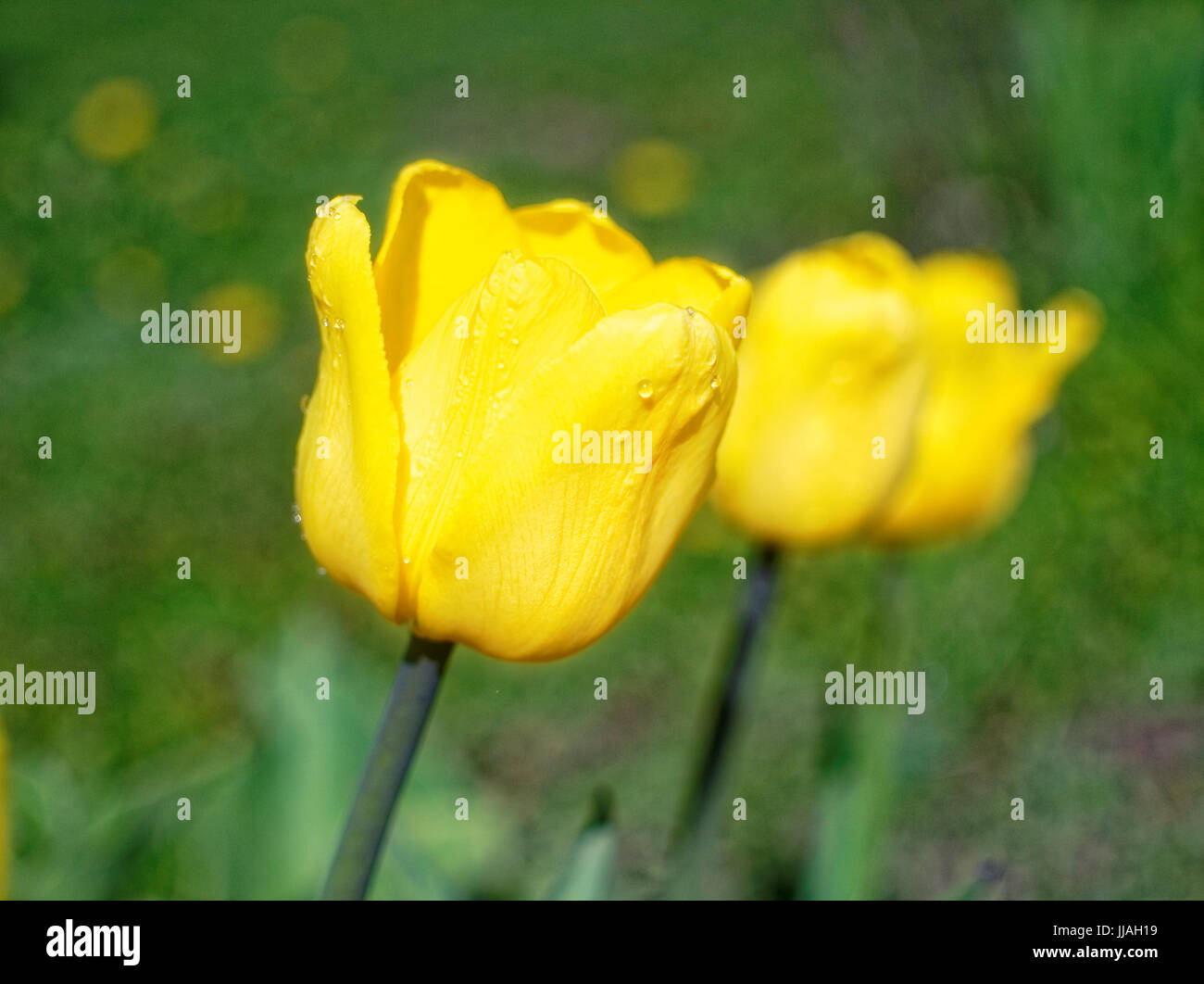 gelbe Tulpe im Frühjahr auf der Datscha, Russland Stockfoto