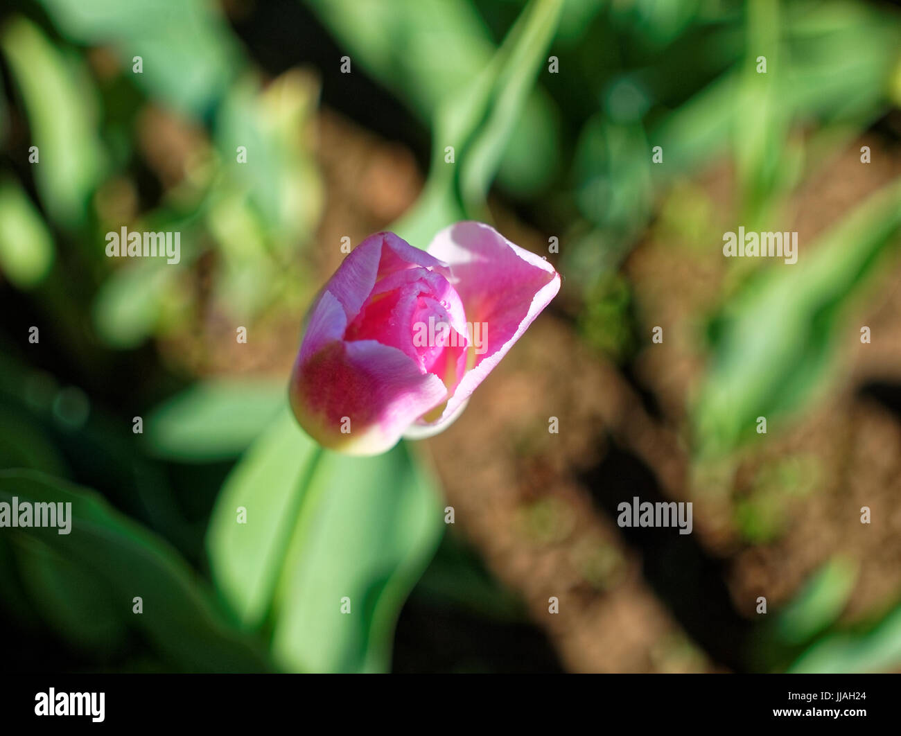 lila Tulpe im Frühjahr auf der Datscha, Russland Stockfoto
