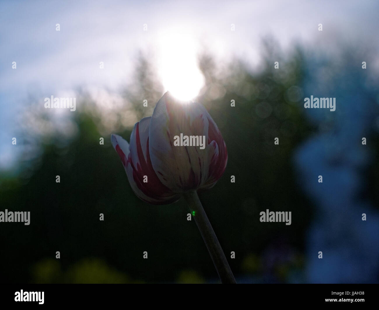 lila Tulpe im Frühjahr auf der Datscha, Russland Stockfoto