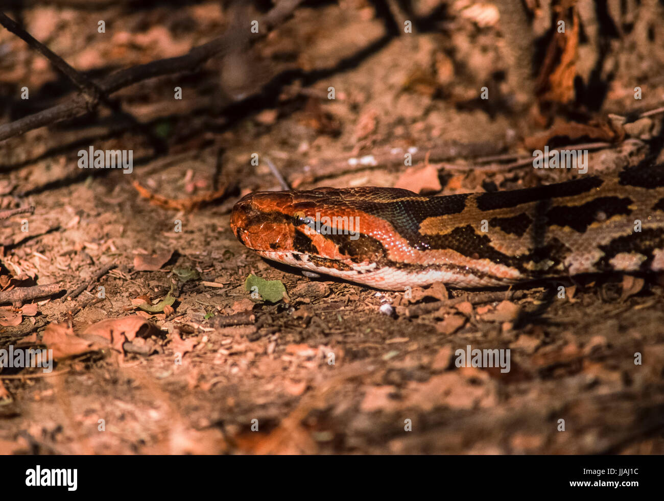 Indian Rock Python oder indische Python (Python molurus), Keoladeo Ghana National Park, Bharatpur, Rajasthan, Indien Stockfoto