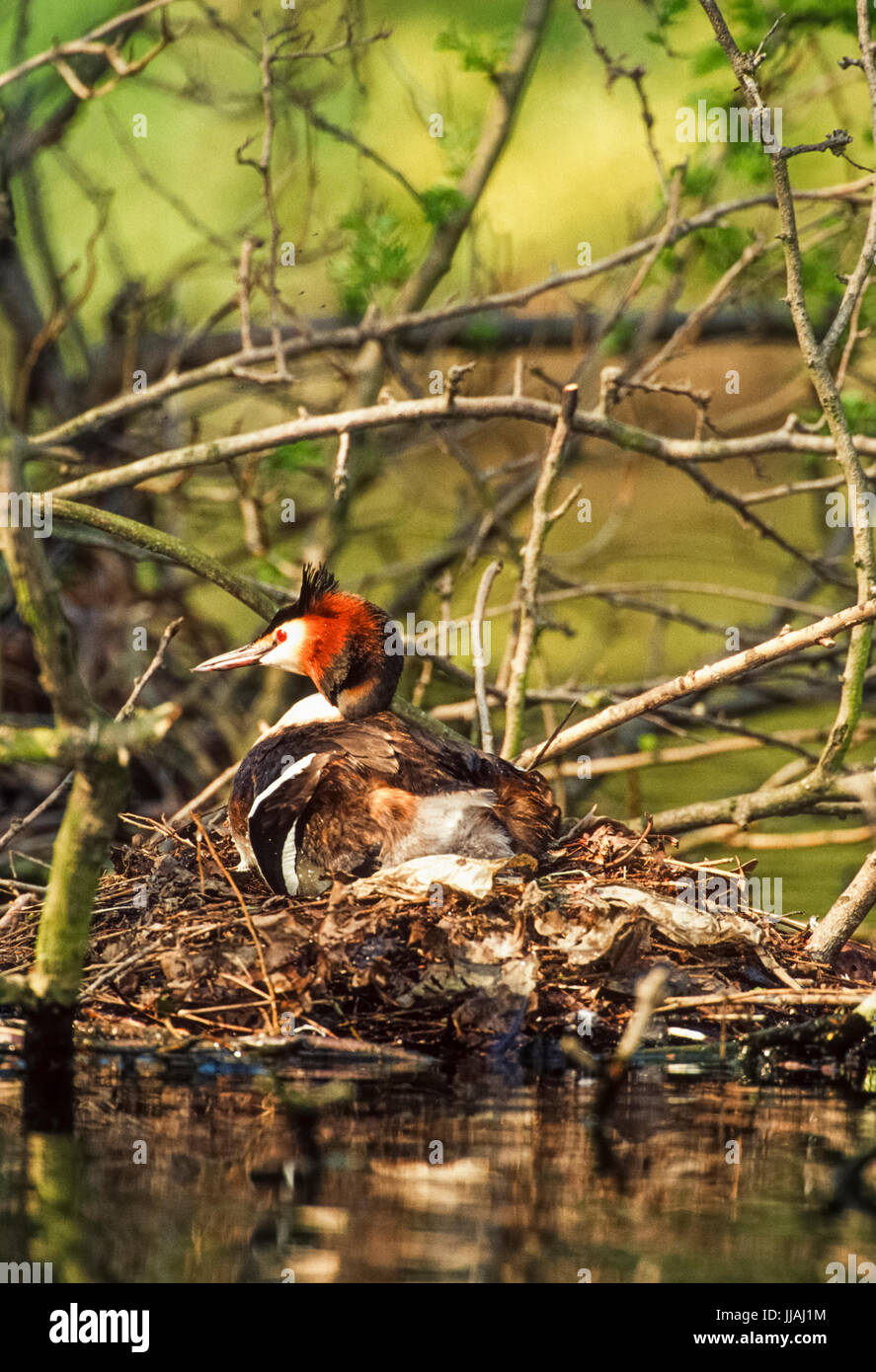Nach Haubentaucher (Podiceps cristatus), sitzend auf Nest mit Eiern, Regent's Park, London, Großbritannien, Britische Inseln Stockfoto