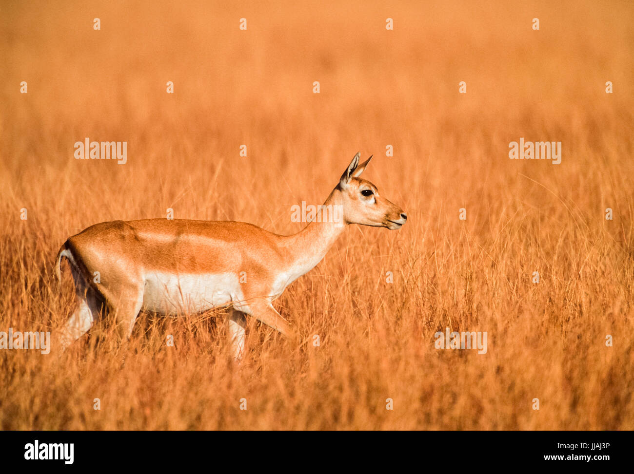 Indische Hirschziegenantilope, (Antilope cervicapra), hirschziegenantilope Nationalpark, Gujarat, Indien. Stockfoto
