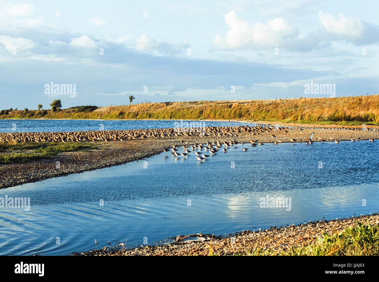 Reydon RSPB Reservat, Kiesgruben und Lagunen durch die Königliche Gesellschaft zum Schutz der Vögel, Snettisham, Norfolk, Großbritannien verwaltet Stockfoto
