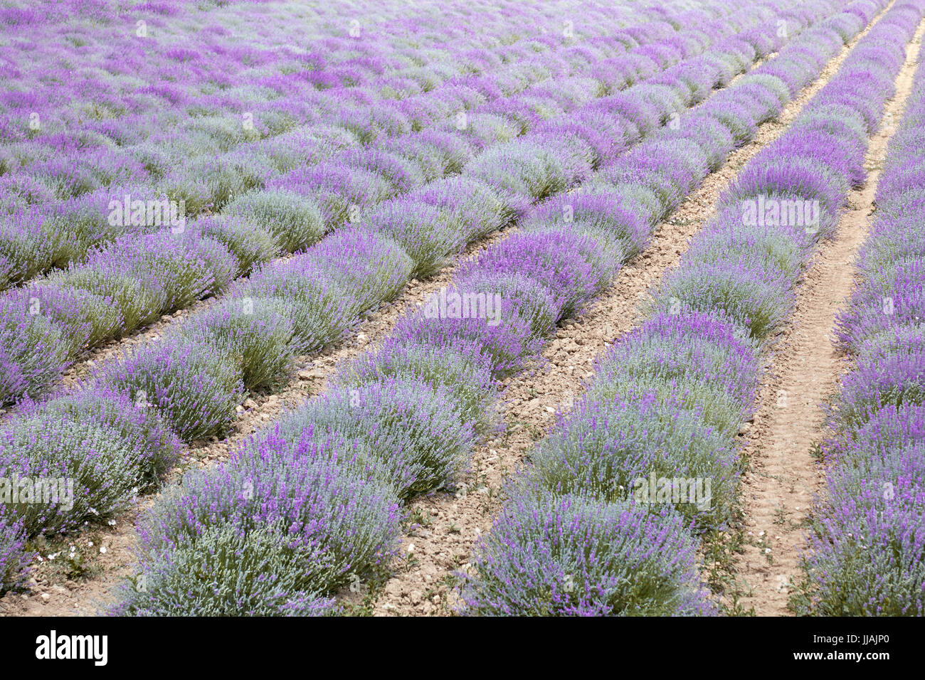 Lavendelfeld in lila Blüte in Piemont, Italien Stockfoto