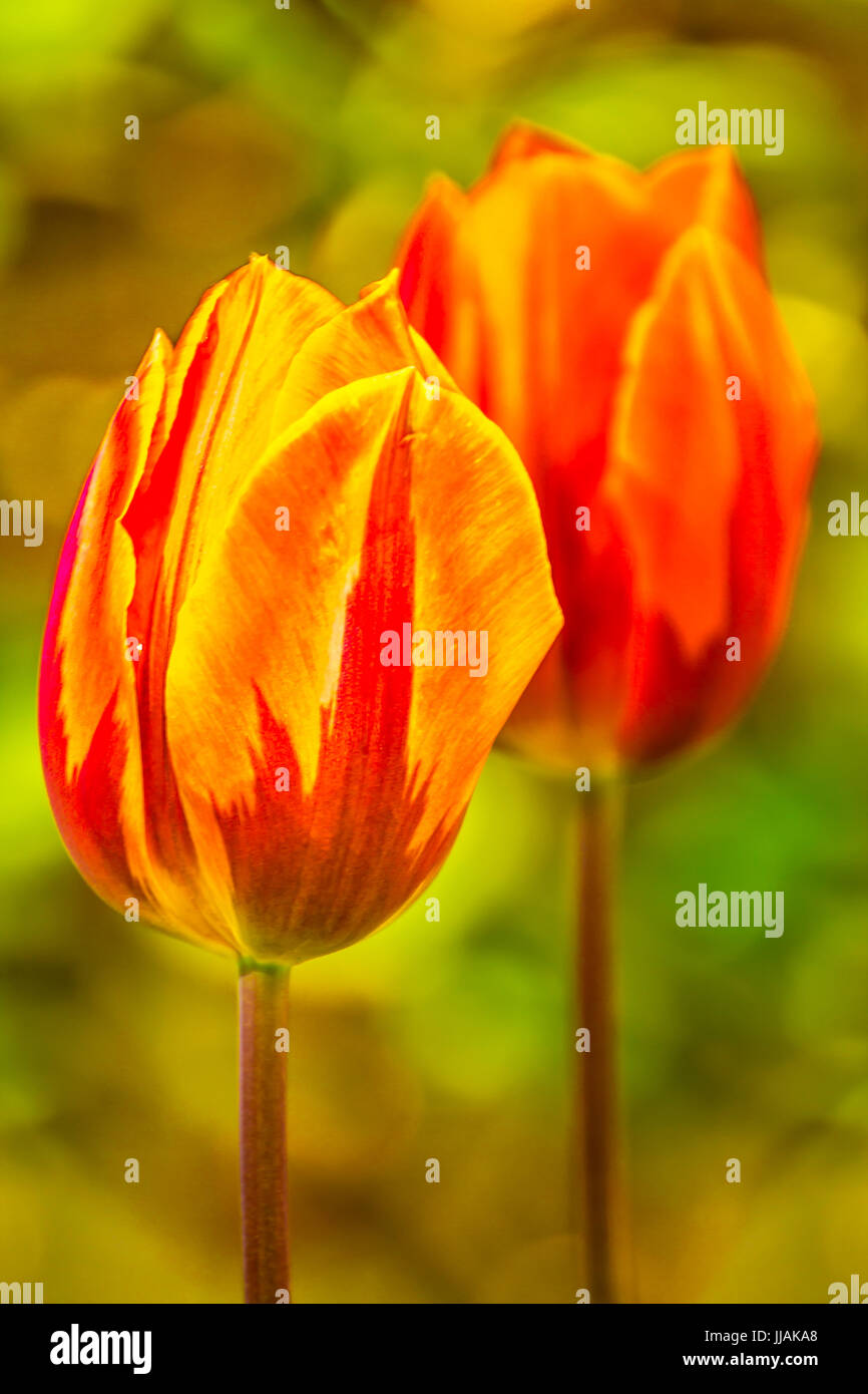 Tulpen, Tulipa blühen im Frühling, mit einer Vielzahl von Farben gefärbt Stockfoto