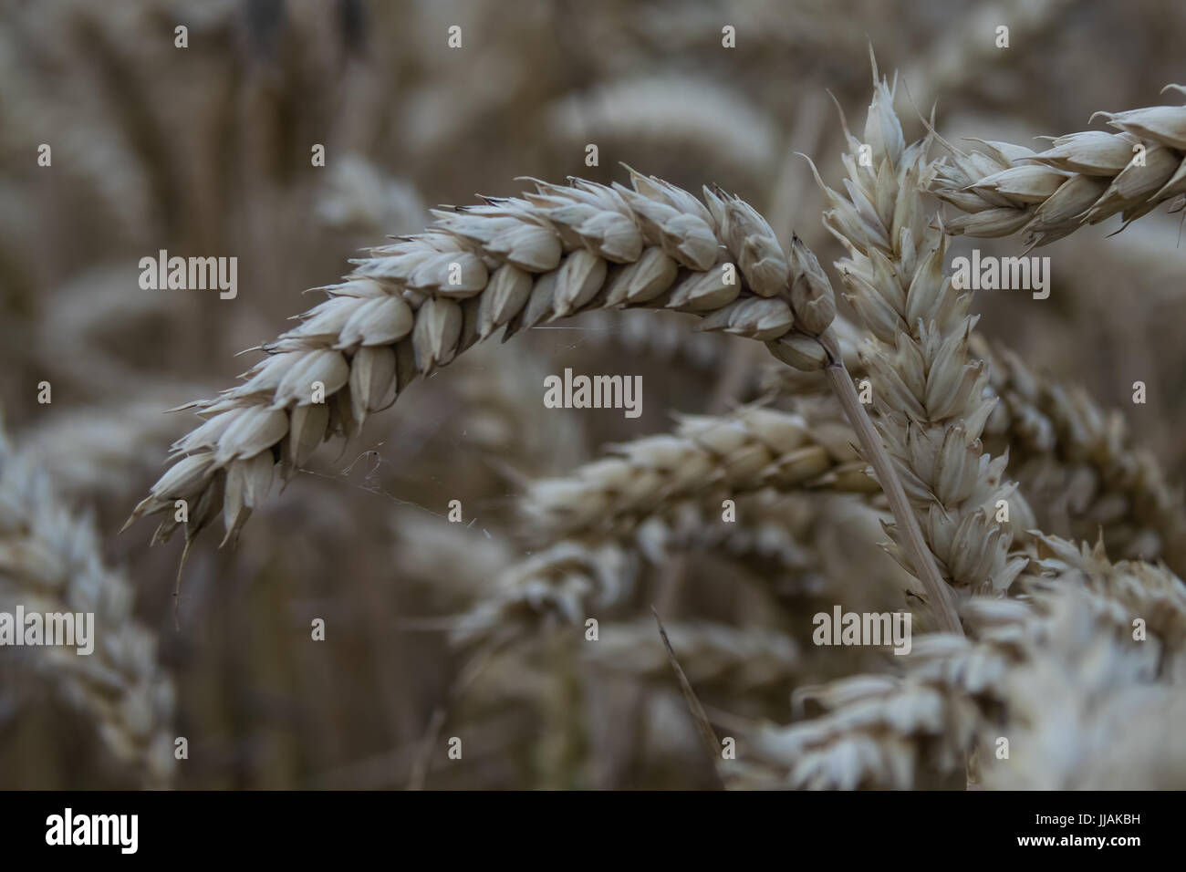 Erntezeit Stockfoto