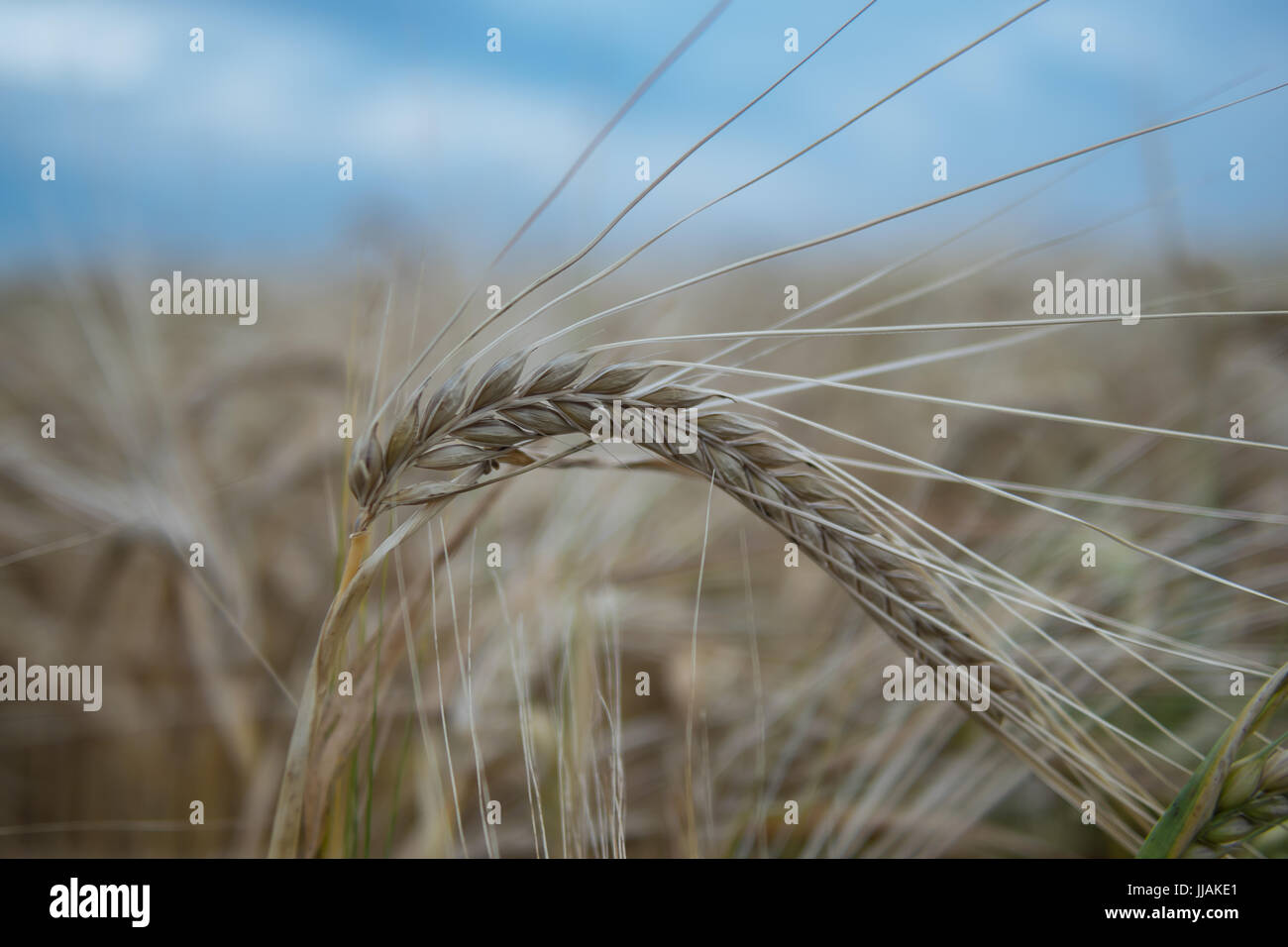 Erntezeit Stockfoto