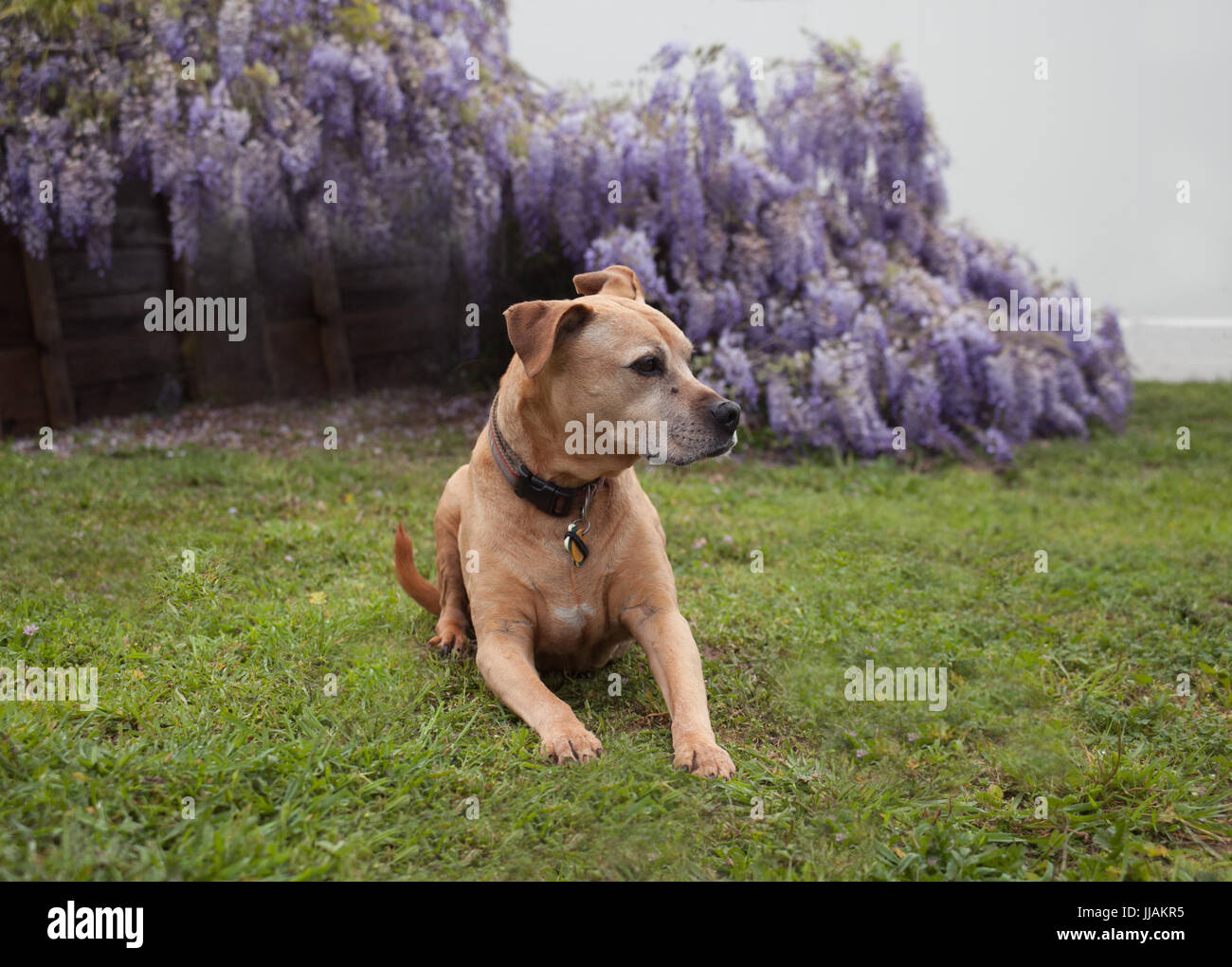 Senior gemischt Rasse Tan Pit-Bull Hund liegt auf dem Rasen zu seiner  linken vor voll blhten lila Glyzinien Reben suchen Stockfotografie - Alamy