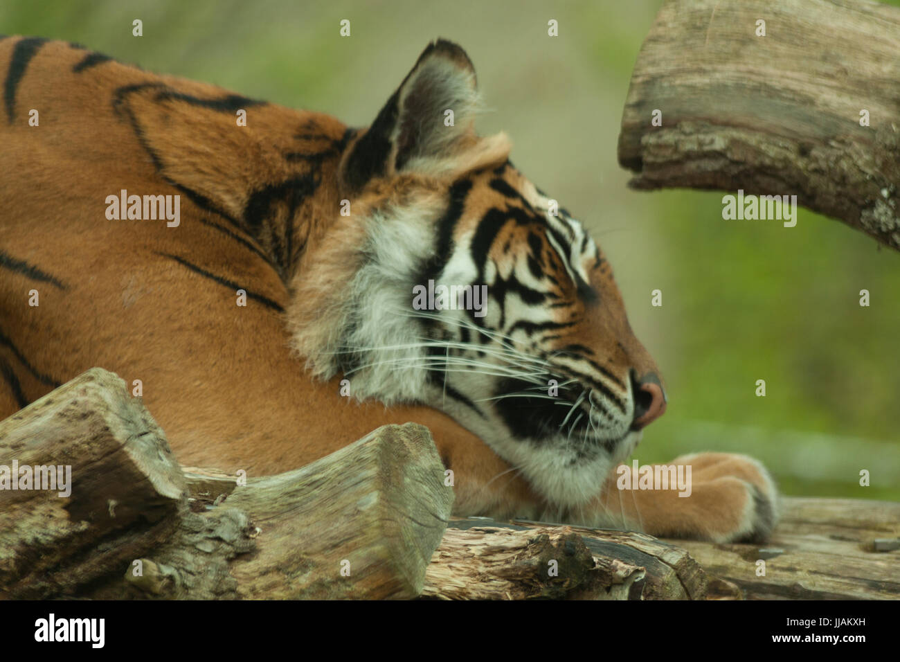 Schlafender tiger Fotos und Bildmaterial in hoher Auflösung Alamy