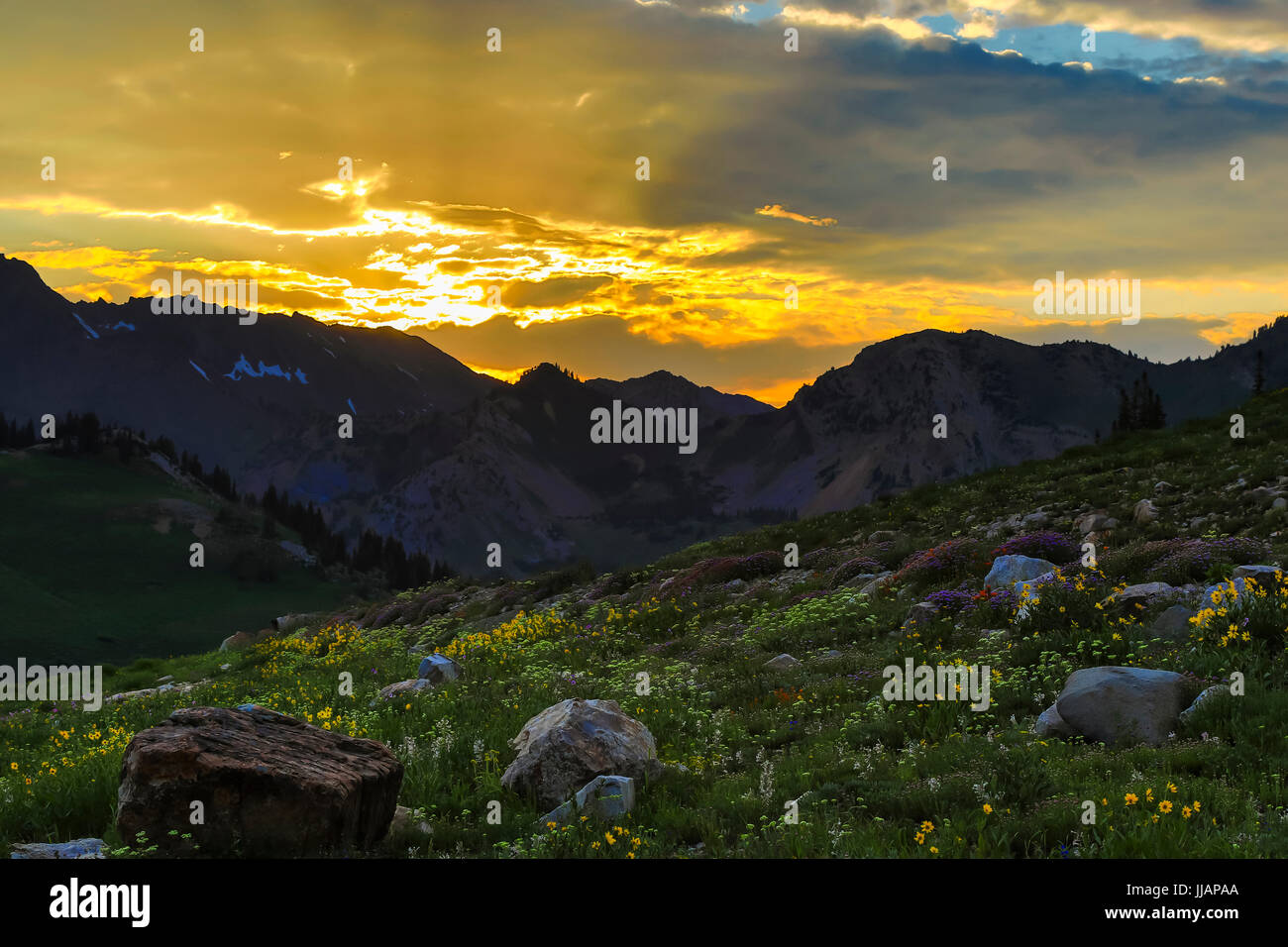 In dieser Ansicht leuchtet ein spektakulärer Sonnenuntergang die Wolken und die Wildblumen unten in Albion-Becken in der Stadt Alta, Utah, USA. Stockfoto