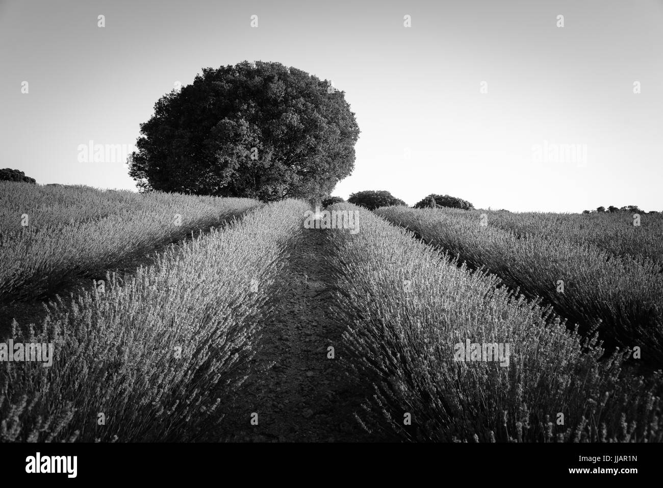 Schönes Bild der Lavendelfelder. Sommer Sonnenuntergang Landschaft Stockfoto