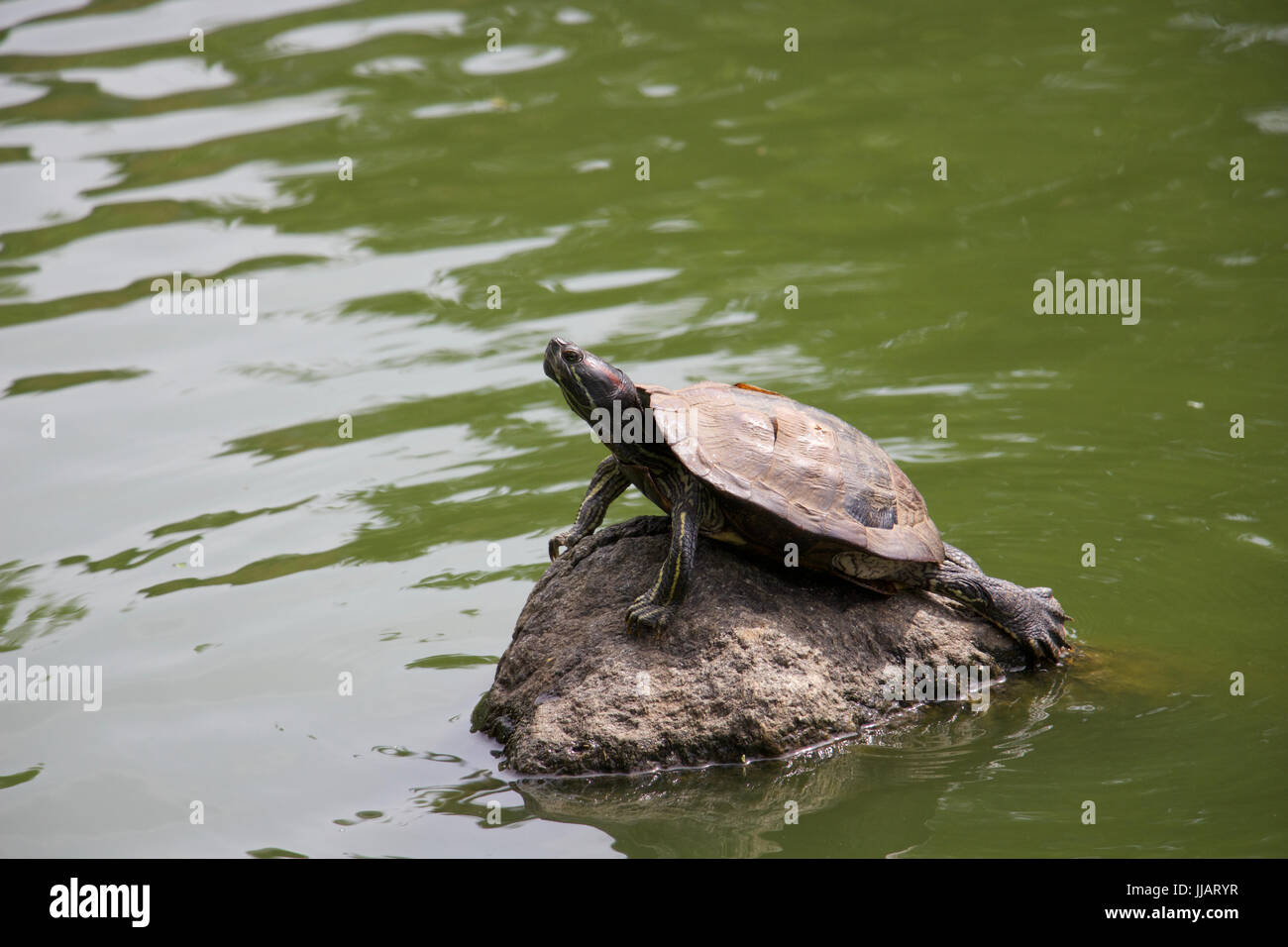 Une Tortue Sur un Rocher Dans le Parc de St Nicholas Stockfoto