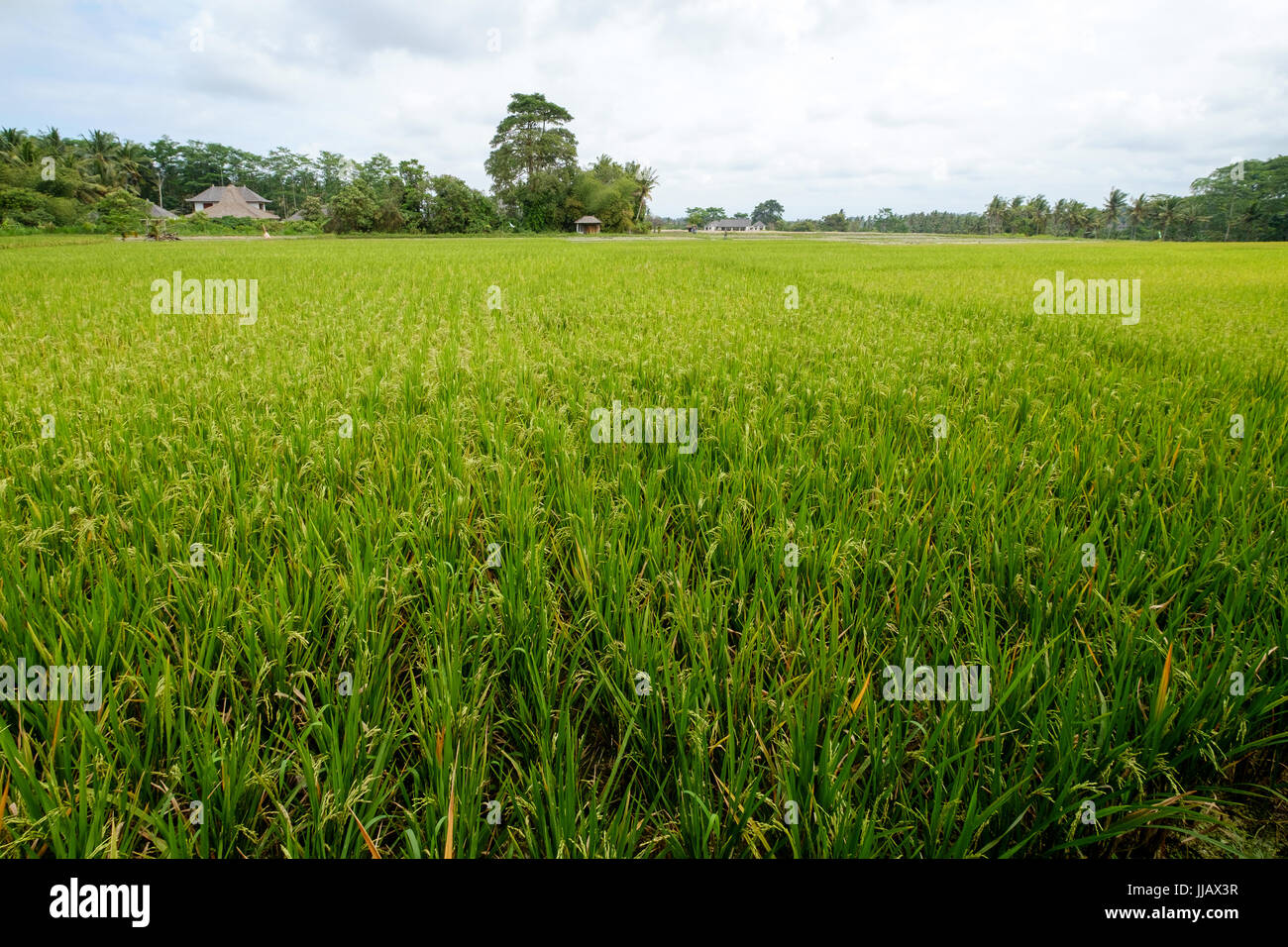 Reisfelder in Ubud Bali - Indonesien Stockfoto