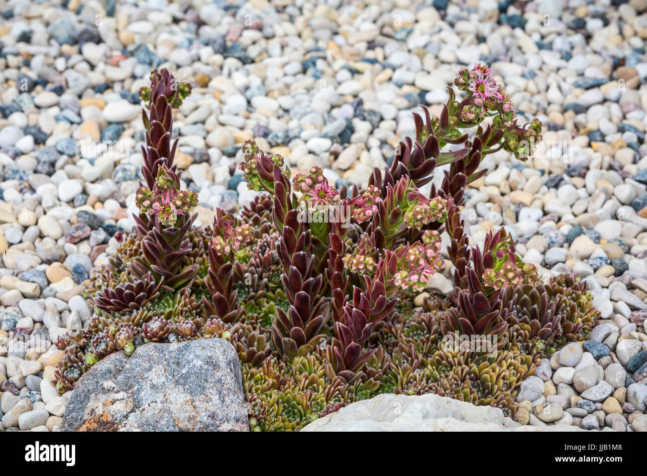 Eine Henne und Hühner Blütenpflanze in einem Steingarten in Winkler, Manitoba, Kanada. Stockfoto