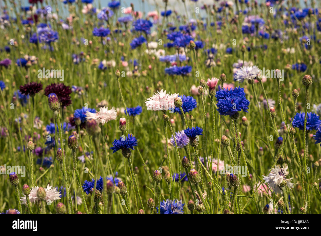 Wild Kornblumen, Centaurea cyanus, wächst an verkehrsinsel Kreisverkehr, East Lothian, Schottland, Großbritannien im Sommer Stockfoto