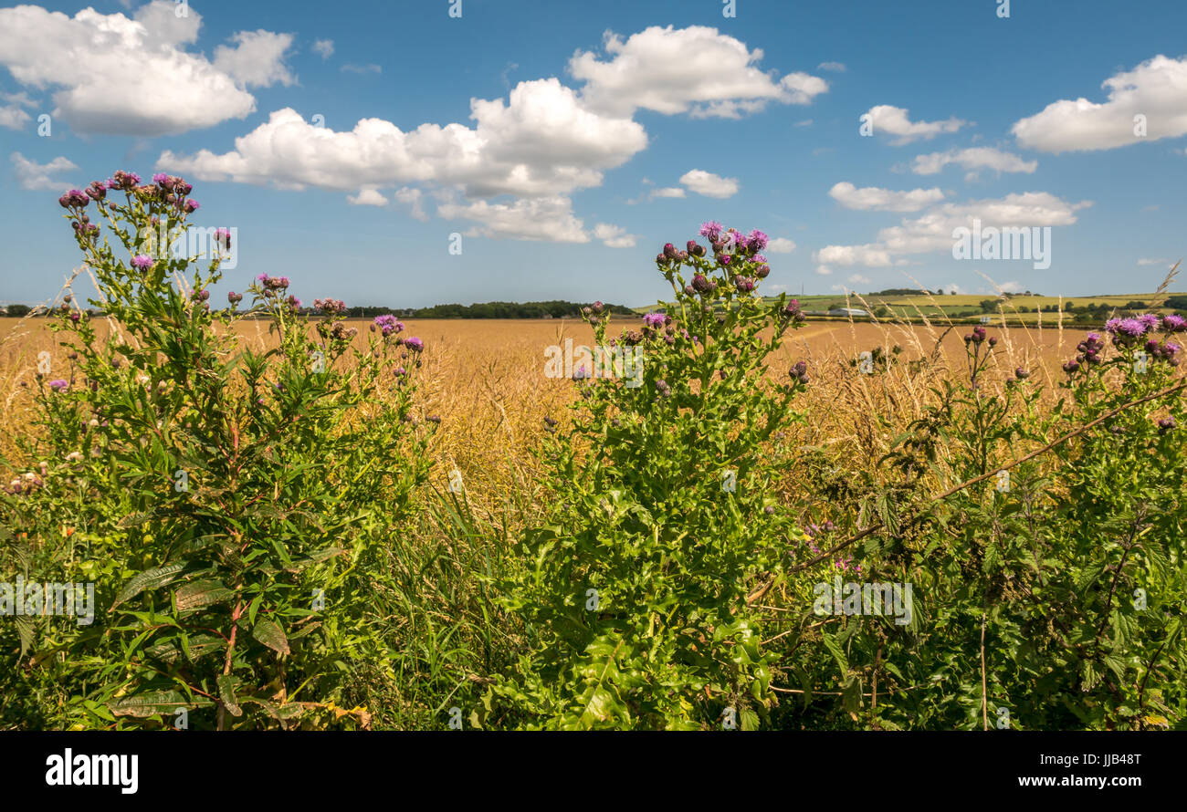 Niedrige Perspektive ländliche Ansicht der Distel Unkräuter mit Getreide Getreidefeld in Entfernung und blauer Himmel mit weißen Wolken, East Lothian, Schottland, Großbritannien Stockfoto