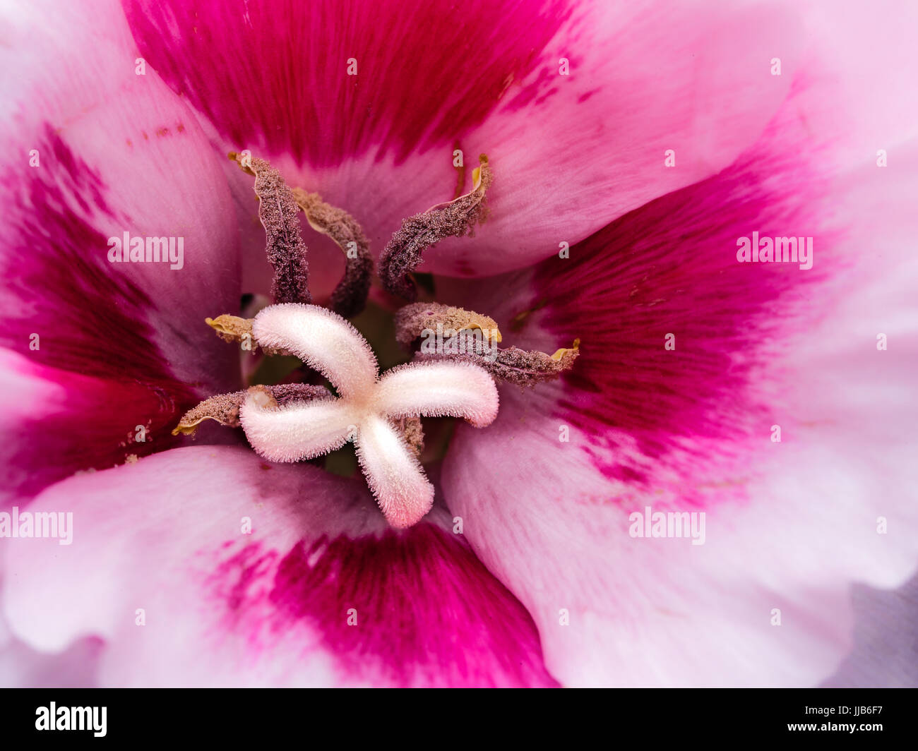 Makro Foto einer Lilie Blume mit rosa und weißen Pedale.  hochdetaillierte weiße Blütenstempel und Staubgefäße Tan. Stockfoto